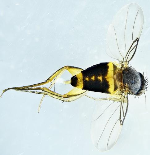 Réf. 274 817 : Dohrniphora cornuta